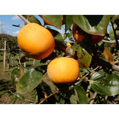 【ふるさと納税】大ぶりの完全甘柿「陽豊」3.5kg以上(10～12個)【1529273】