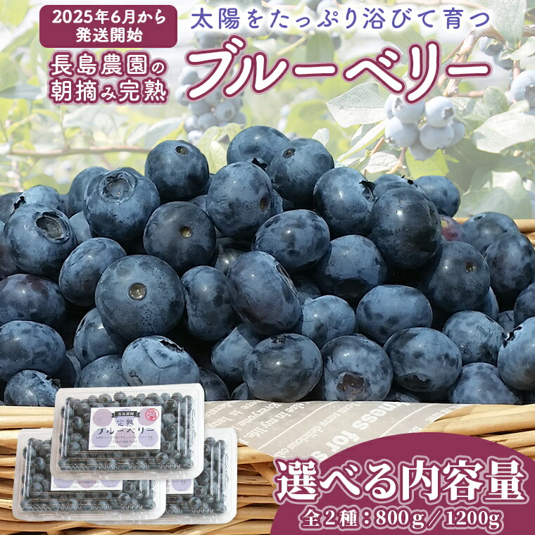 【ふるさと納税】ブルーベリー  約 800g ( 2パック )～ 1.2kg（ 3パック ） 【2025年6月から発送開始】 国産 茨城県産 ベリー フルーツ 果物 くだもの 自家製栽培