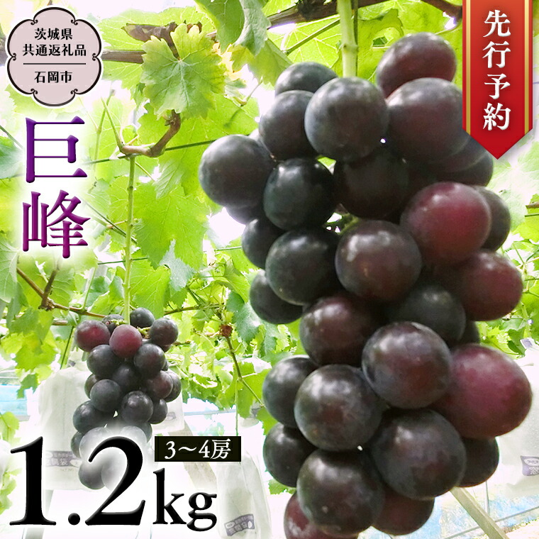 【ふるさと納税】《 2025年8月下旬発送開始  》 巨峰 約1.2kg (茨城県共通返礼品 石岡市） 開田ぶどう園 産地直送 フルーツ 甘い 直送 茨城 限定 ぶどう 巨峰 果物