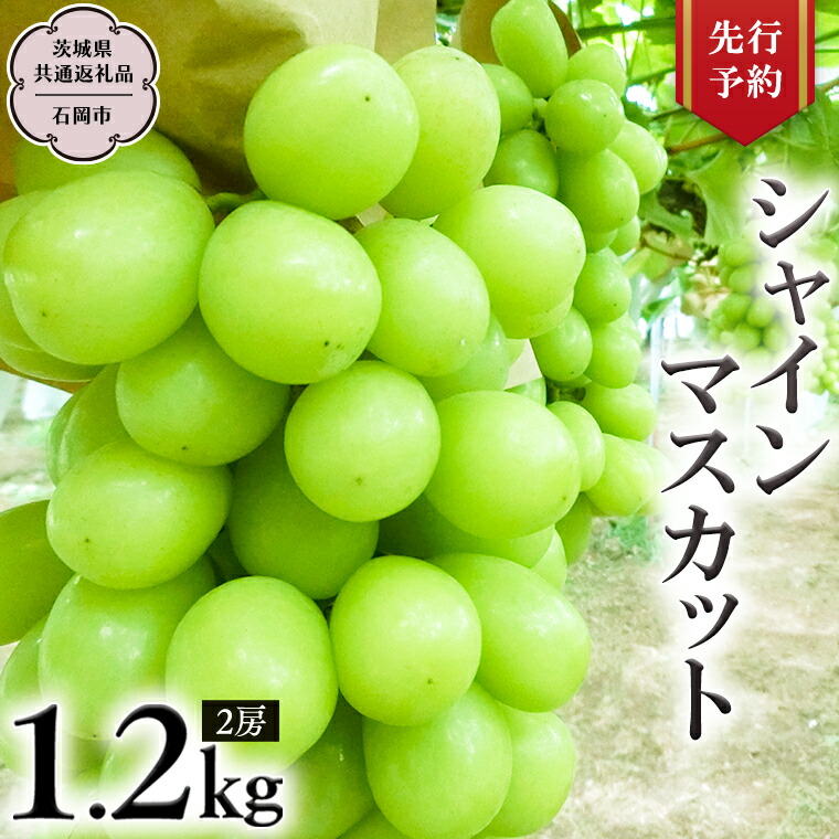 【ふるさと納税】《 2025年9月上旬発送開始 》 シャインマスカット 約1.2kg  (茨城県共通返礼品 石岡市） 開田ぶどう園 産地直送 フルーツ 甘い 直送 茨城 限定 ギフト ぶどう シャインマスカット 果物