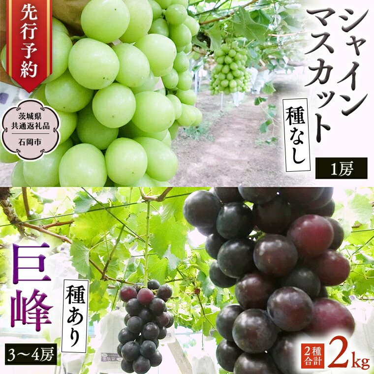【ふるさと納税】 《 2025年9月上旬発送開始 》 シャインマスカット＆巨峰セット 合計 約2kg (茨城県共通返礼品 石岡市） 開田ぶどう園 産地直送 フルーツ 甘い 直送 茨城 限定 ギフト ぶどう シャインマスカット 果物