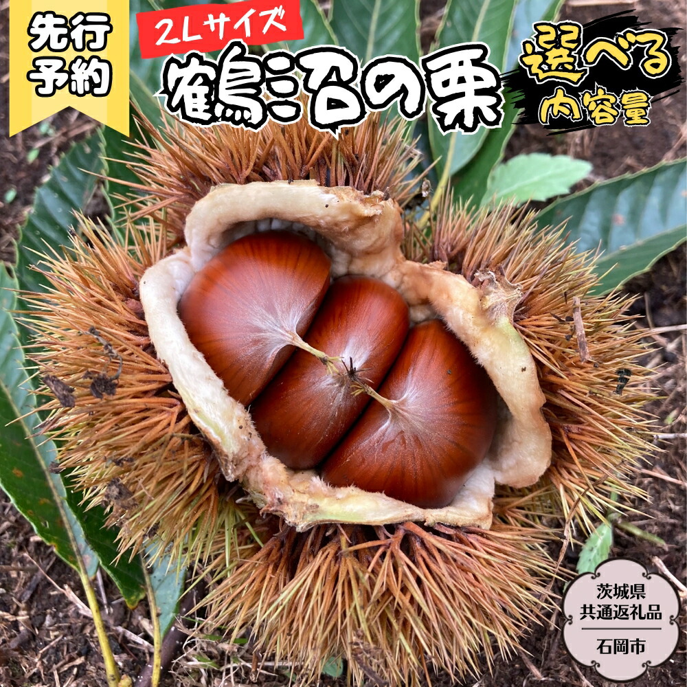 【ふるさと納税】《 2025年9月上旬発送開始 》鶴沼 の 栗  (茨城県共通返礼品／石岡市)  和栗 国産栗 くり 栗 生栗 オーガニック肥料 果じゅまる園 先行予約