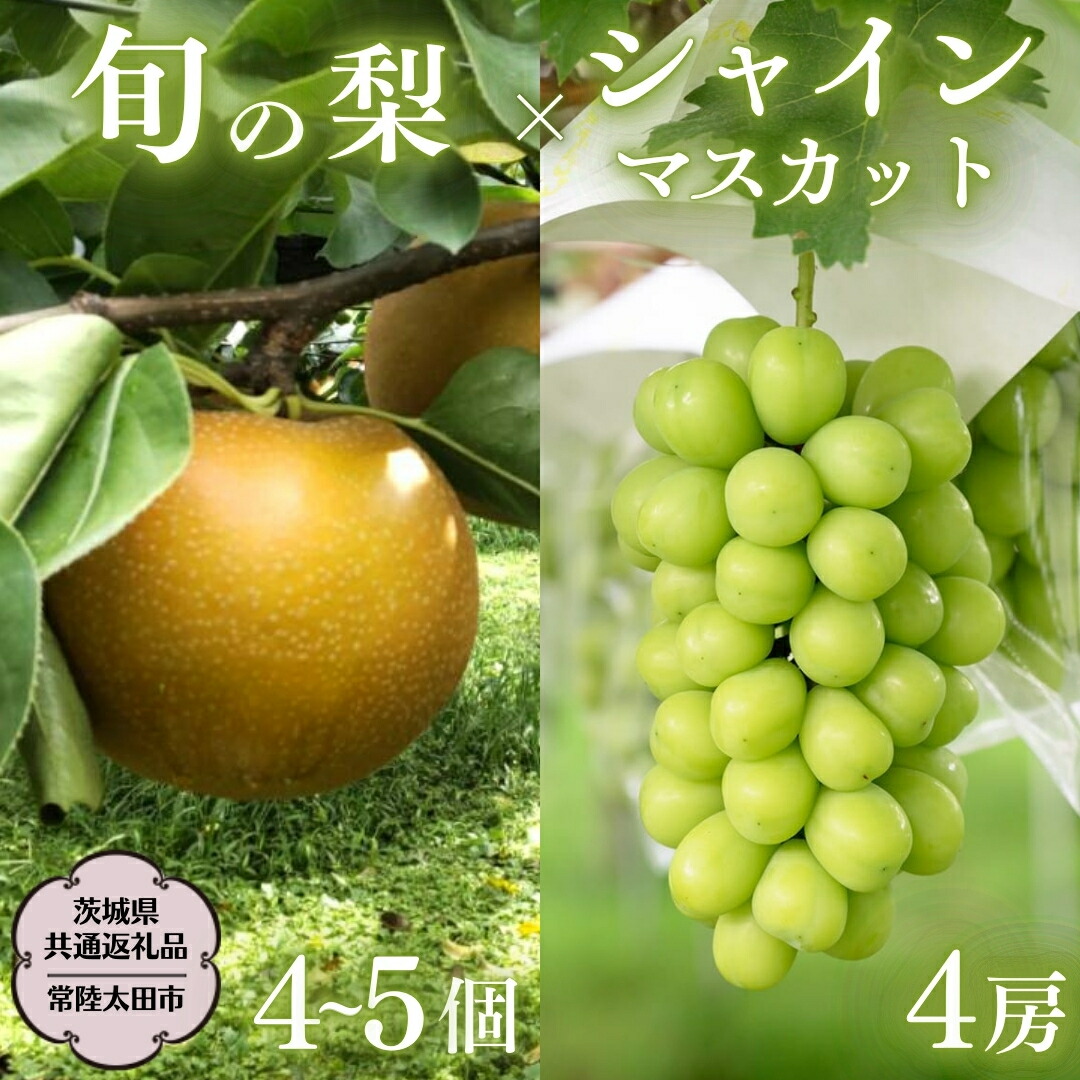 【ふるさと納税】《2025年9月上旬発送開始》 茨城県産 「 シャインマスカット ４房 」と「旬の 梨 」 詰め合わせ 約 5kg 【茨城県共通返礼品／常陸太田市】 桧山果樹園 農家直送 桧山果樹園 農家直送 フルーツ  甘い 直送 茨城 限定 ギフト ぶどう シャインマスカット 旬 梨