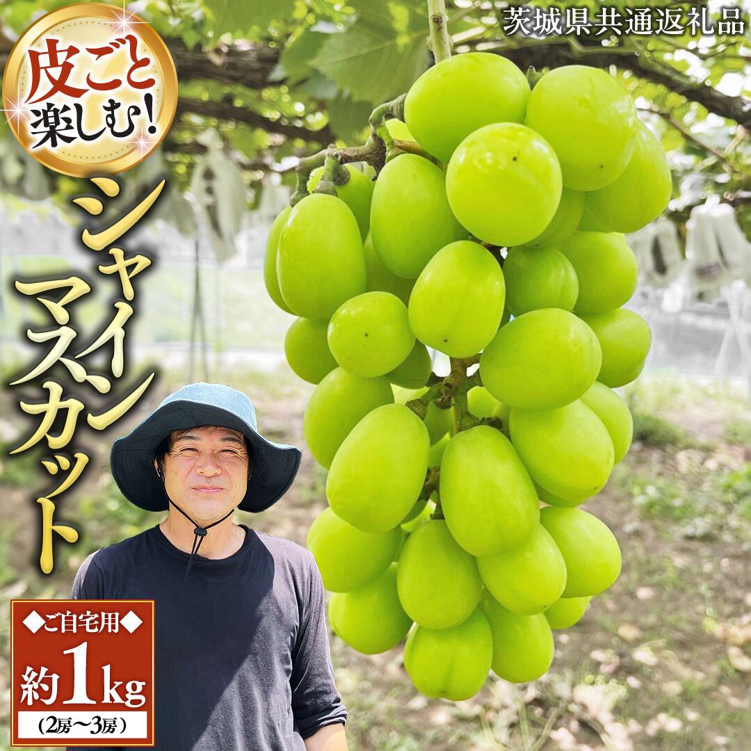 【ふるさと納税】《2026年 先行予約 》 シャインマスカット ご自宅用 約 1kg ( 2房 ～ 3房 ) ( 茨城県共通返礼品 かすみがうら市 ) マスカット 葡萄 ぶどう ブドウ 歯ごたえ 甘み 香り 鈴木農園
