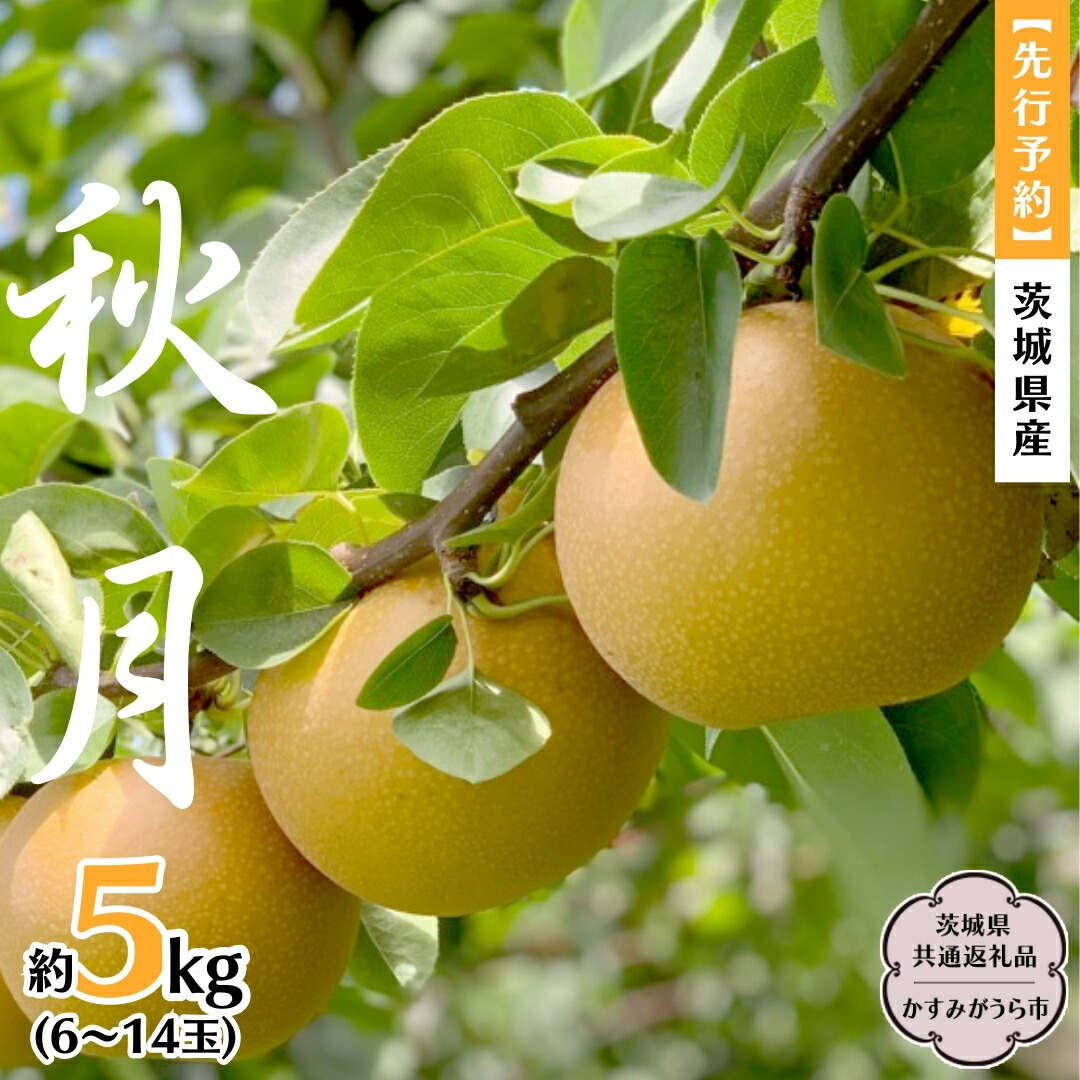 【ふるさと納税】【 先行予約 】 茨城県産 梨 秋月 約5kg 6玉～14玉 (茨城県共通返礼品 かすみがうら市) (2025年9月中旬発送開始) 産地直送 久保田果樹園 フルーツ 甘い 直送 茨城 限定 ギフト 梨 秋月 あきづき 果物