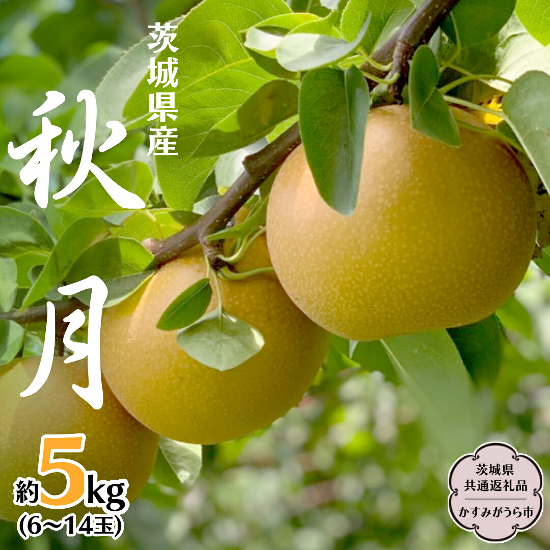 【ふるさと納税】【 先行予約 】 茨城県産 梨 秋月 約5kg 6玉～14玉 (茨城県共通返礼品 かすみがうら市) (2026年9月中旬発送開始) 産地直送 久保田果樹園 フルーツ 甘い 直送 茨城 限定 ギフト 梨 秋月 あきづき 果物