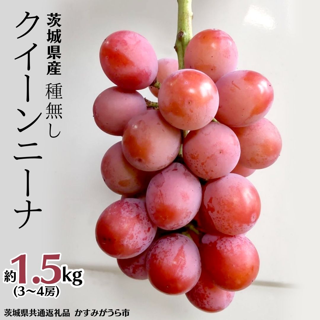 【ふるさと納税】【 先行予約 】 茨城県産 クイーンニーナ（種なし）3～4房（約1.5kg） (茨城県共通返礼品 かすみがうら市) (2026年9月中旬発送開始) 久保田果樹園 産地直送 フルーツ 甘い 直送 茨城 限定 ギフト ぶどう クイーンニーナ 果物
