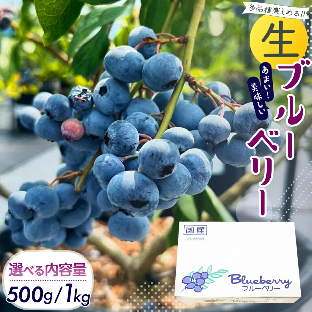 【ふるさと納税】 《 選べる 内容量 》【2025年6月下旬から発送開始】 茨城県産 生 ブルーベリー 500g 1kg 多品種 果実 果物 くだもの フルーツ おやつ ブルーベリー ベリー ジャム 小分け