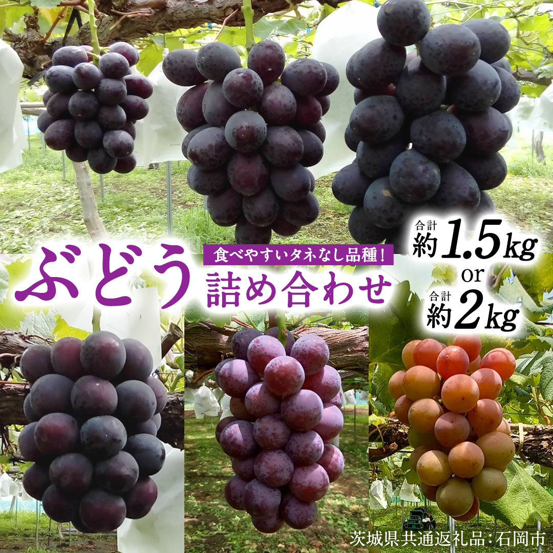 【ふるさと納税】《 選べる 重量 》旬 の「 種なし ぶどう 」 詰め合わせ 約 1.5kg ～ 約 2kg 【茨城県共通返礼品/石岡市】 葡萄 ブドウ 種無し