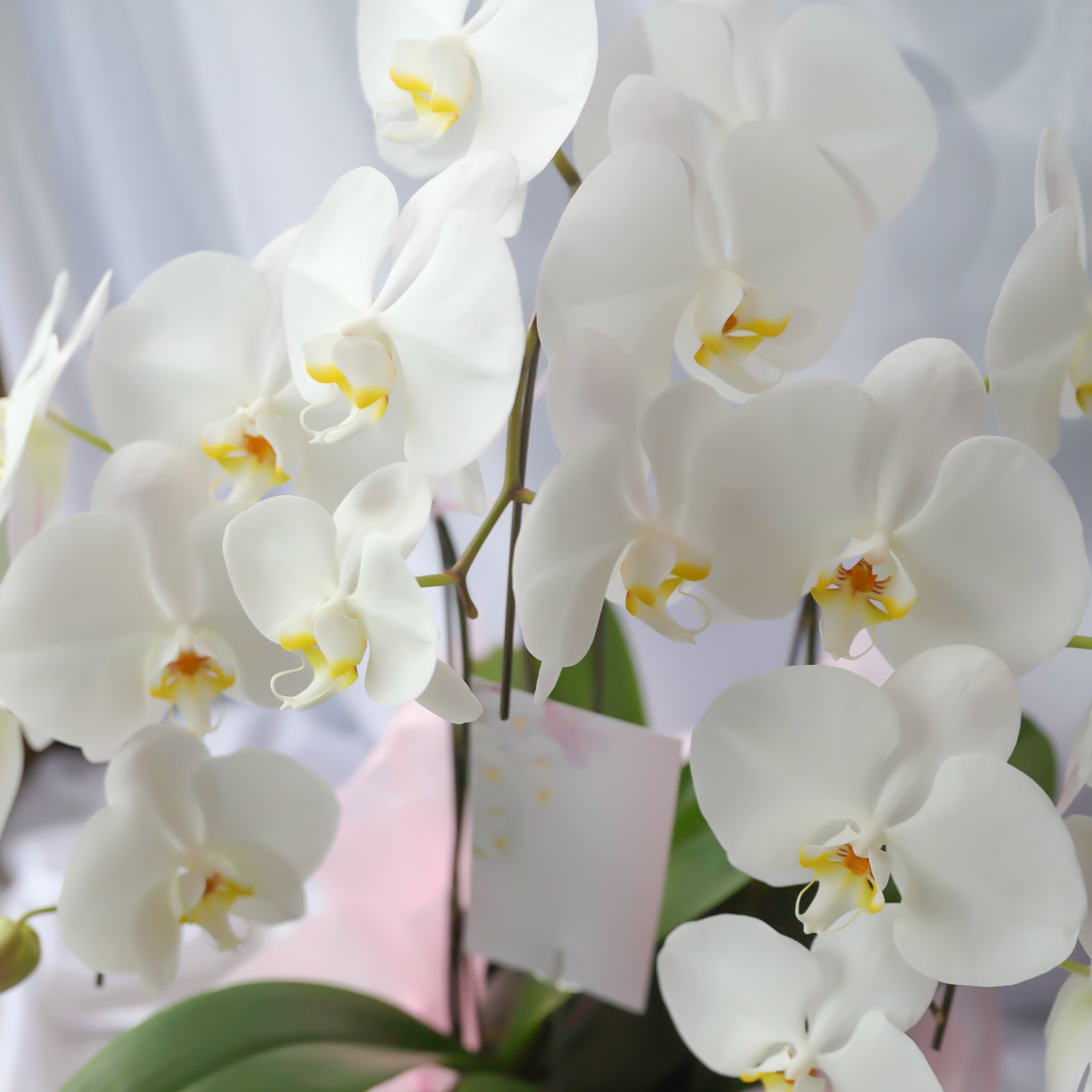 ふるさと納税 箱入り娘の胡蝶蘭 最高級花の 本立ち 輪前後 鑑賞用 に最適 Giet Edu