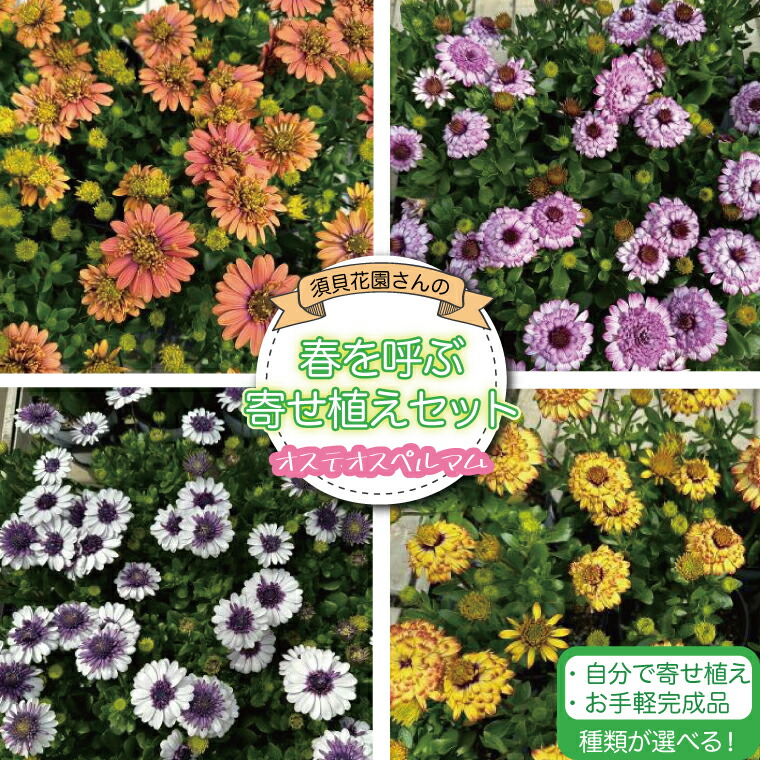 楽天市場】【ふるさと納税】産地直送 セントポーリア3鉢セット