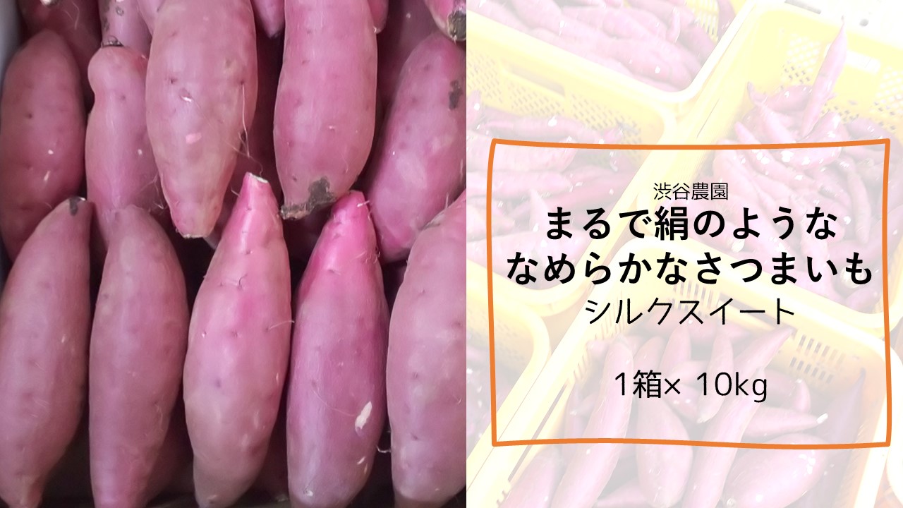 発売中 10kg 茨城県行方市送料無料 ふるさと納税 ふるさと納税 なめらか サツマイモ シルクスイート さつまいも 甘い シルクスイート 野菜 きのこ 焼き芋 まるで絹のようななめらかなさつまいも サツマイモ