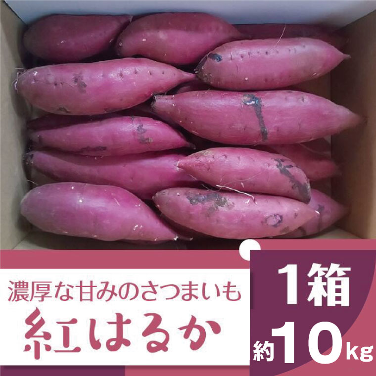 【ふるさと納税】【2024年11月より順次発送】2024年度産 濃厚な甘みのさつまいも 『紅はるか』約10kg(BZ-14)