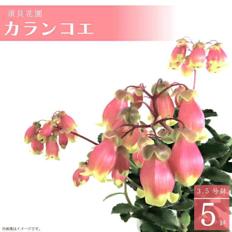 【ふるさと納税】【2026年2月より順次送りとどける】須貝花やしき カランコエ 5鉢(3.5号鉢)｜カランコエ 花 多肉植物 時期の花 須貝花やしき 此れから取って置く 茨城県 此れから市(C-16)