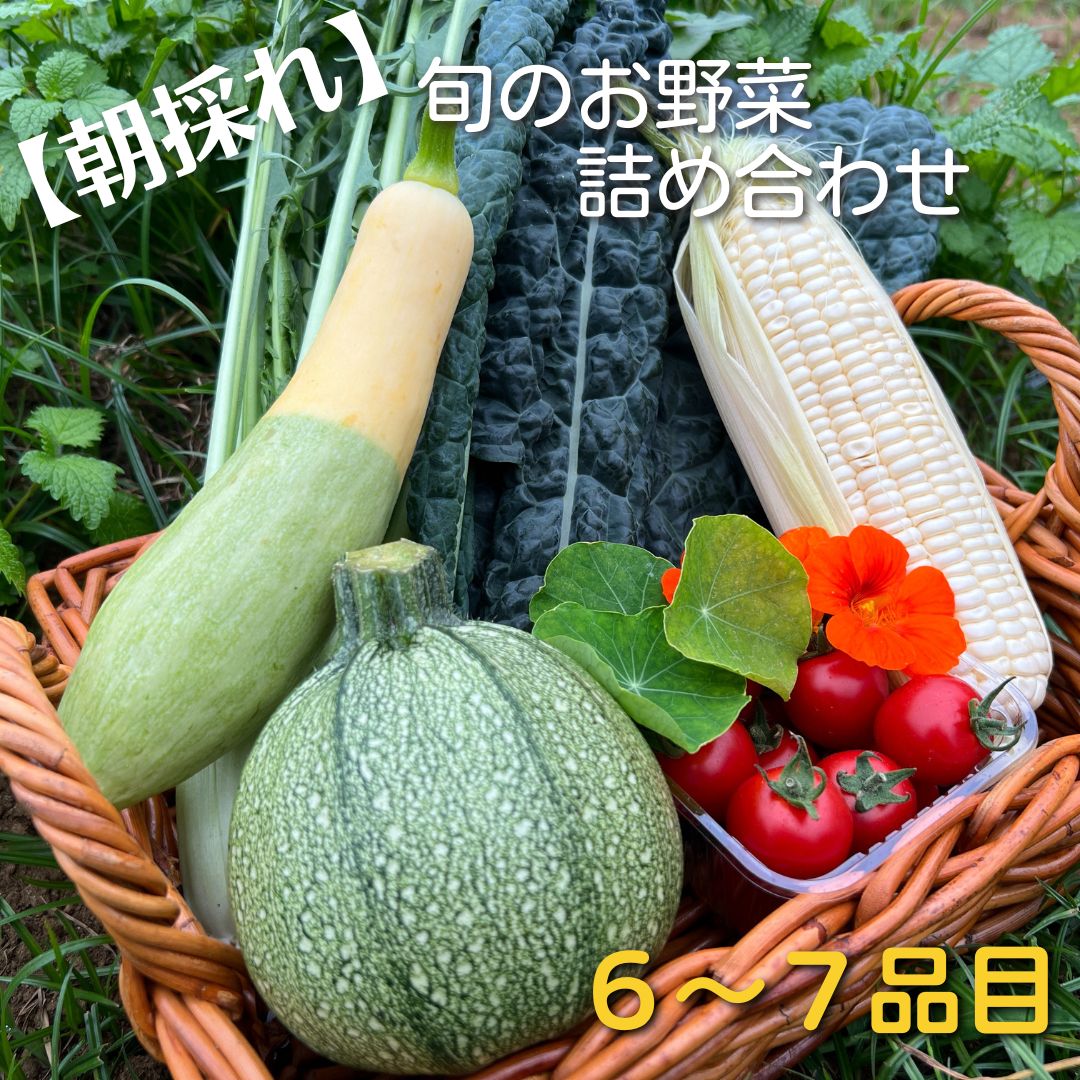 0円 品質満点！ 旬のお野菜6〜7品目詰め合わせ Mサイズ