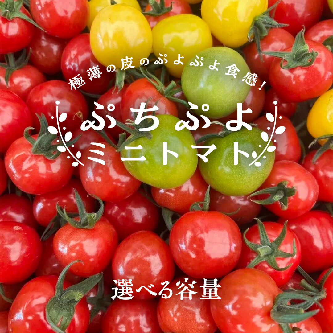 楽天市場】【ふるさと納税】カラフルミニトマト の 宝石箱 18粒 【令和 