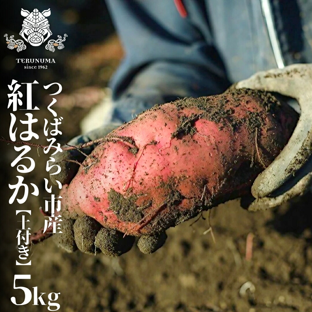 【ふるさと納税】つくばみらい市産 さつまいも 紅はるか 土付き5kg サイズ未選別 サツマイモ つくばみらい いも 照沼 食物繊維 しっとり 甘い 人気 焼き芋 大学芋 天ぷら 味噌汁 お菓子 送料無料 茨城県産 さつま芋 薩摩芋 工場直送