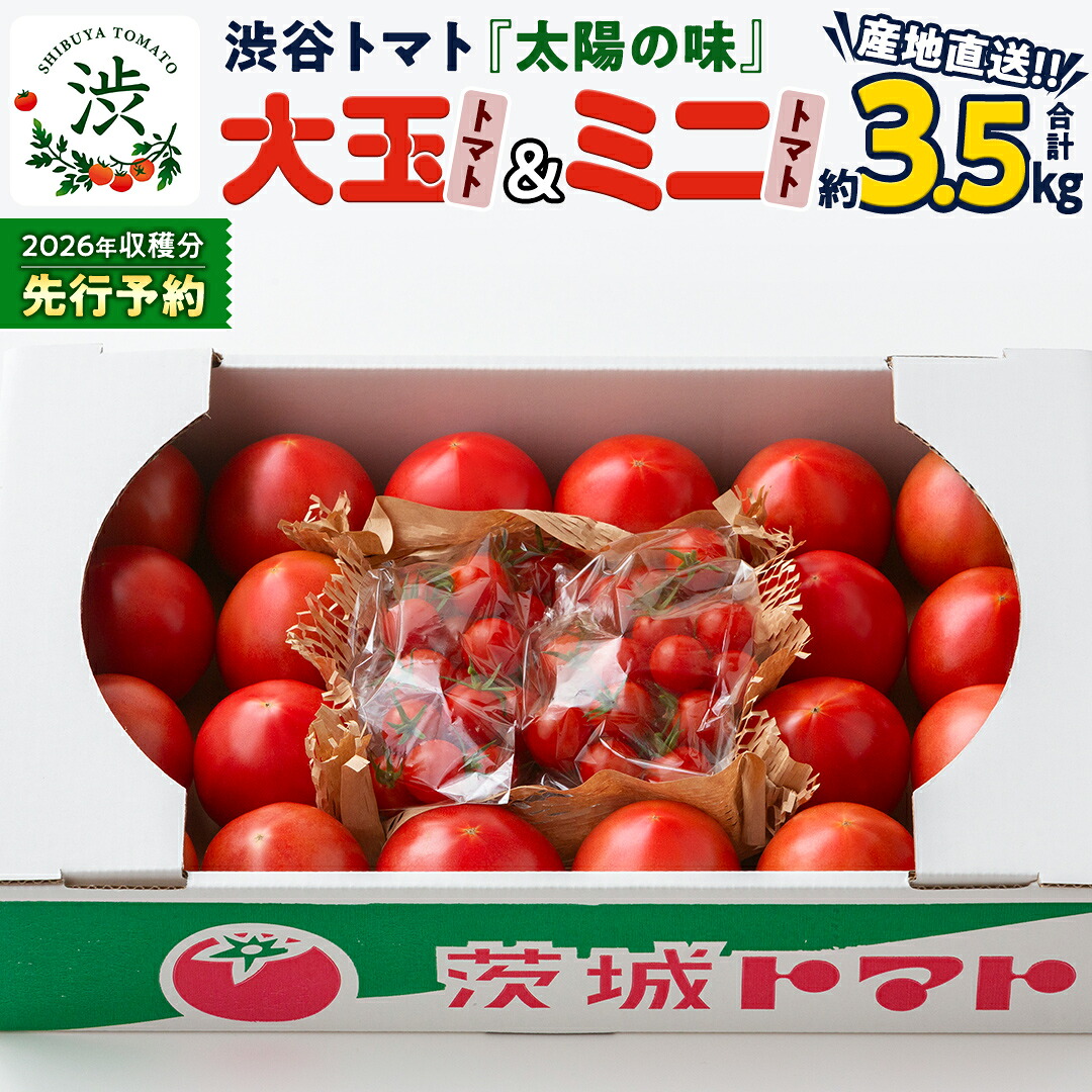 【ふるさと納税】【 2026年 収穫分 先行予約 】 -太陽の味- 渋谷トマト 大玉トマト・ミニトマト詰め合わせ 約3.5kg 2026年1月5日～発送開始 トマト ミニトマト 茨城 産地直送 農家直送リコピン ビタミン 有機肥料 野菜 甘い 直売所