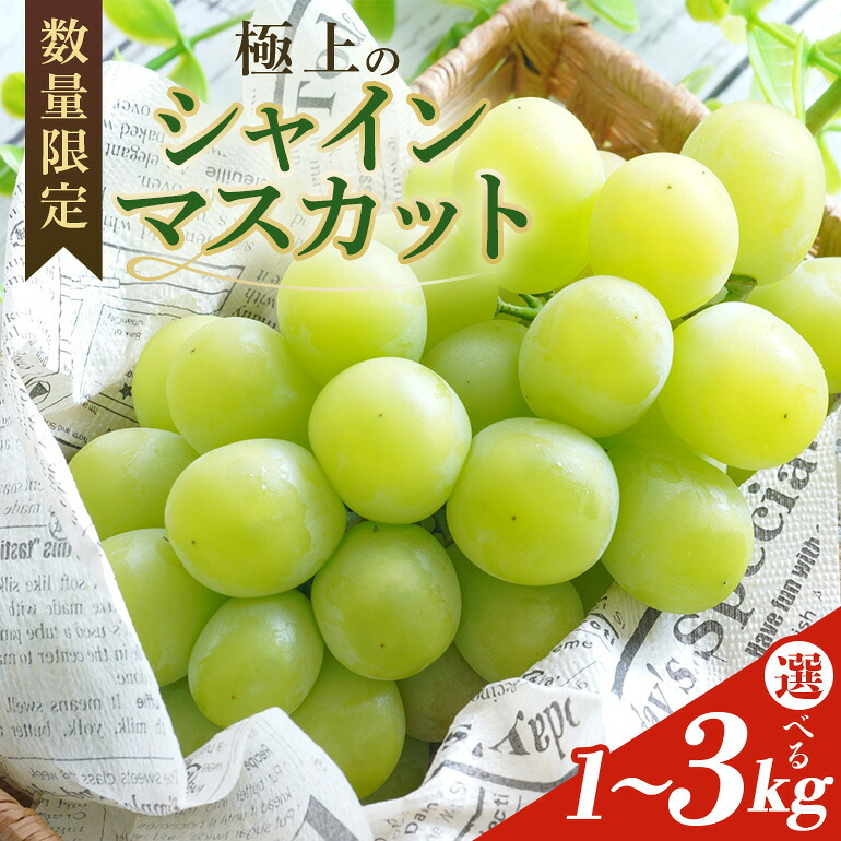 【ふるさと納税】＜2026年 先行予約＞シャインマスカット 数量限定 選べる内容量 1kg/2kg /3kg 農園直送 期間限定 マスカット 果物 フルーツ ブドウ 葡萄 ぶどう 9月1日以降発送 冷蔵 小美玉市 茨城県｜茨城県小美玉市