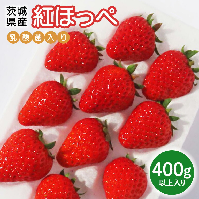 【ふるさと納税】 【先行予約・数量限定】紅ほっぺ 『乳酸菌入りいちごパック』 400g以上入り いちご 乳酸菌 イチゴ 苺 フルーツ 果物 くだもの 健康 パック 贈答 ギフト 茨城 国産 19-AK 【4/10～5/10順次発送予定】