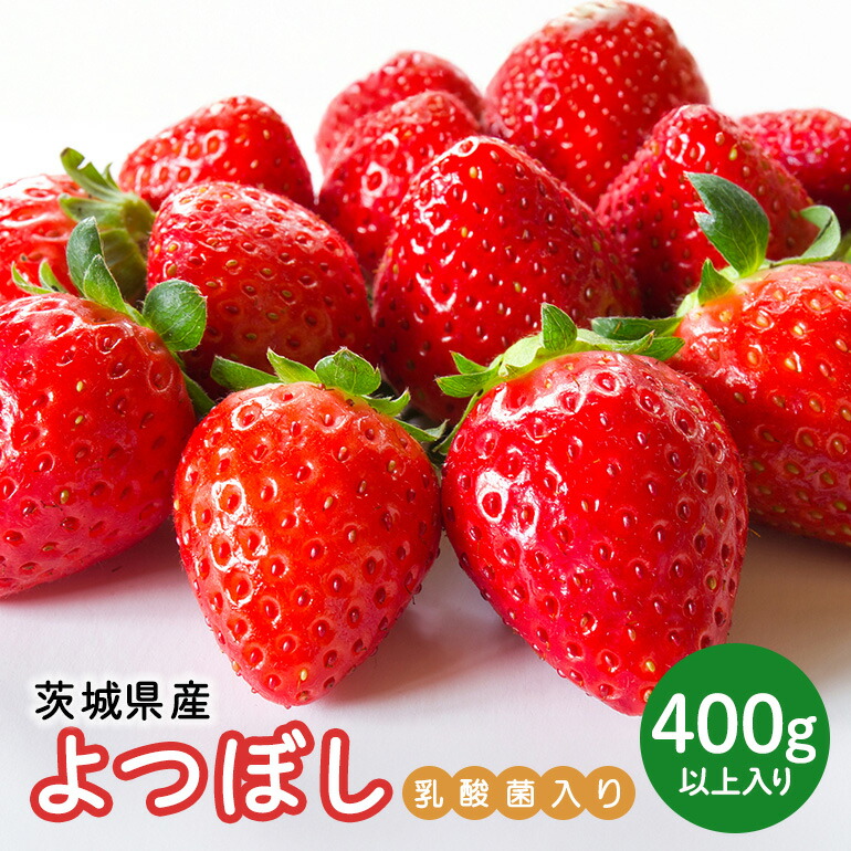 【ふるさと納税】 【先行予約・数量限定】よつぼし 『乳酸菌入りいちごパック』 400g以上入り いちご 乳酸菌 イチゴ 苺 フルーツ 果物 くだもの 健康 パック 贈答 ギフト 茨城 国産 19-AL 【4/10～5/10順次発送予定】