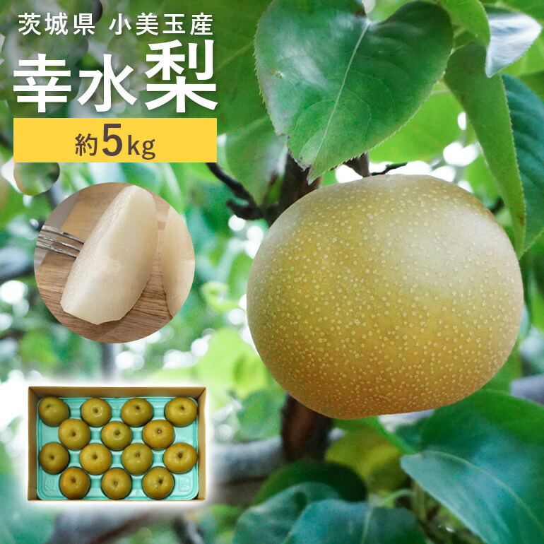 【ふるさと納税】 数量限定 夏季限定 梨（幸水） 約5kg なし ナシ 日本梨 こうすい コウスイ 甘い ジューシー みずみずしい 【8月中旬～下旬発送予定】 17-C