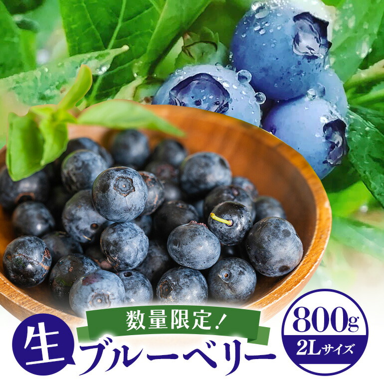 【ふるさと納税】【アイの玉】毎日！朝摘み生ブルーベリー(2L) 数量限定 期間限定 ブルーベリー フルーツ 果物 くだもの 冷蔵 大粒 新鮮 生果 国産 73-A 【2025年6月15日より順次発送予定・7月31日に受付終了】