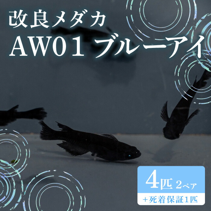 【楽天市場】【ふるさと納税】679 メダカ AW01 ブルーアイ 2ペア(4匹) 改良メダカ【トリハタめだか】：茨城県茨城町