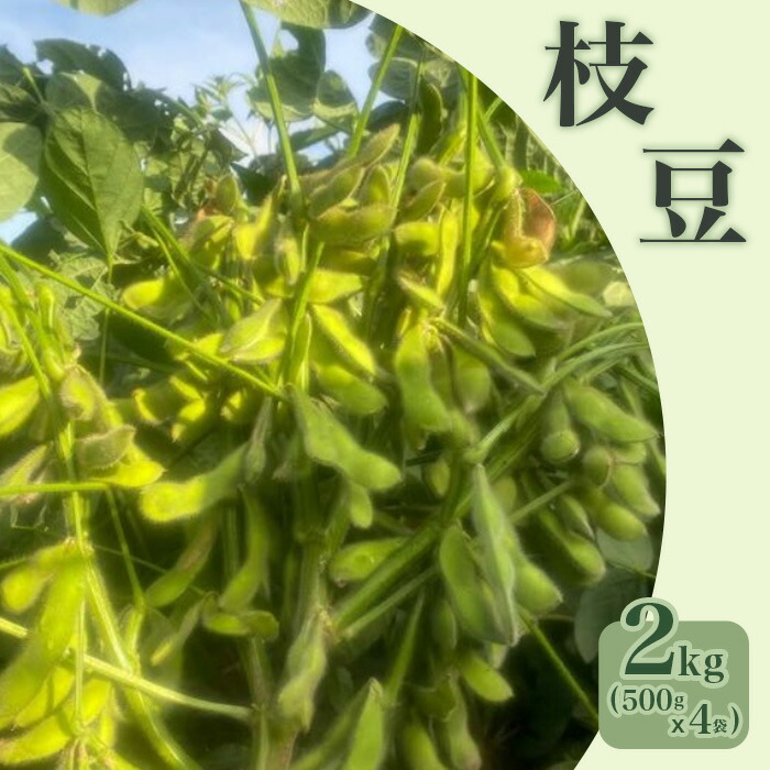 【ふるさと納税】えだまめ 国産 おやつ 先行予約 おつまみ 576【先行予約】枝豆 2kg 500g × 4袋 ファームランドさいとう（7月下旬頃より順次発送）