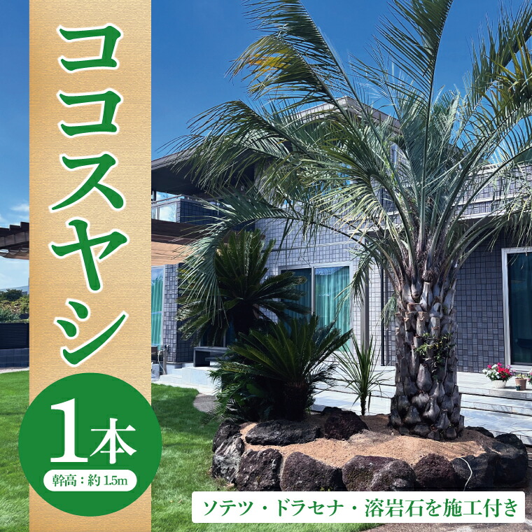 楽天市場】【ふるさと納税】ココスヤシ 2本・ソテツ・ドラセナ