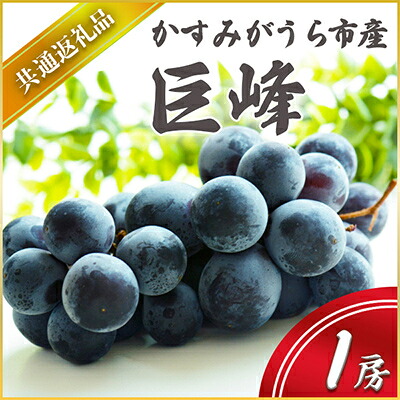 【ふるさと納税】巨峰 1房 7月出荷開始 先行予約 果物 果実 フルーツ くだもの 黒ブドウ 葡萄 (県内共通返礼品:かすみがうら市産)｜茨城県城里町