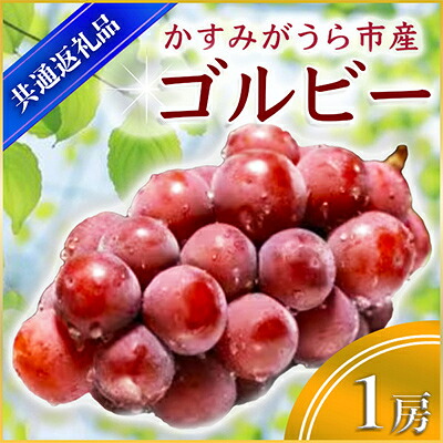 【ふるさと納税】ゴルビー 1房 9月出荷開始 先行予約 果物 果実 フルーツ くだもの ぶどう 葡萄 (県内共通返礼品:かすみがうら市)｜茨城県城里町