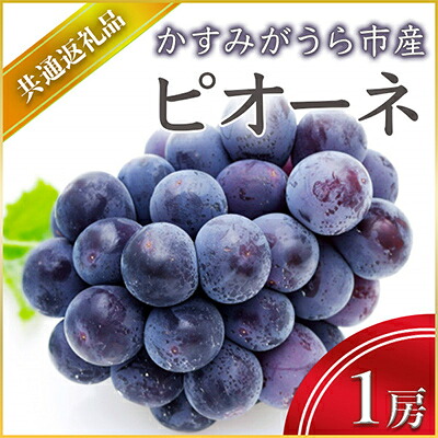 【ふるさと納税】ピオーネ 1房 7月出荷開始 先行予約 果物 果実 フルーツ くだもの 黒ブドウ 葡萄 (県内共通返礼品:かすみがうら市産)｜茨城県城里町