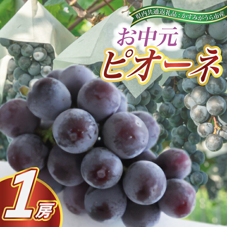【ふるさと納税】お中元 ピオーネ1房(県内共通返礼品:かすみがうら市産)【配送不可地域：離島・沖縄県】 (BR080)｜茨城県城里町