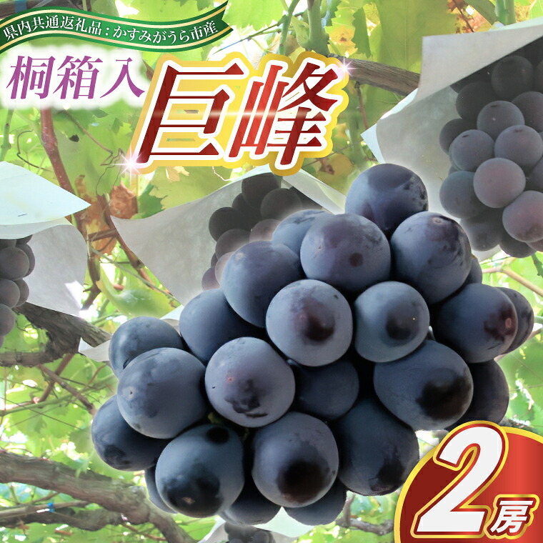 【ふるさと納税】【2026年8月より順次発送予定】巨峰　桐箱入り2房(県内共通返礼品:かすみがうら市産)【配送不可地域：離島・沖縄県】 (BR097)｜茨城県城里町