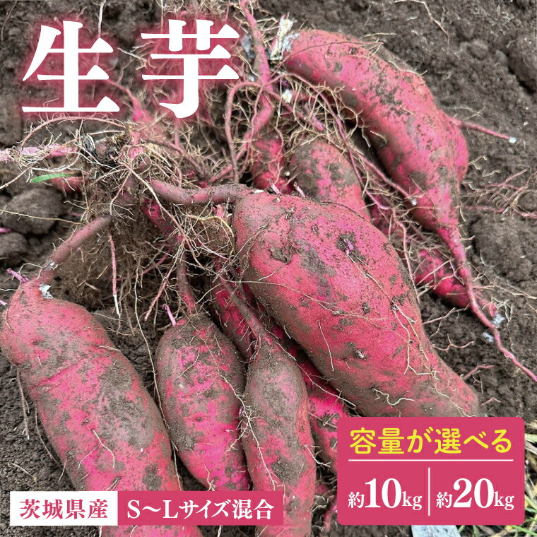 【ふるさと納税】【選べる】生芋 S～Lサイズ混合 【サツマイモ さつま芋 さつまいも 芋 いも 野菜  紅はるか 茨城県 阿見町 阿見 15000円以内 20000円以内 2万円以内】