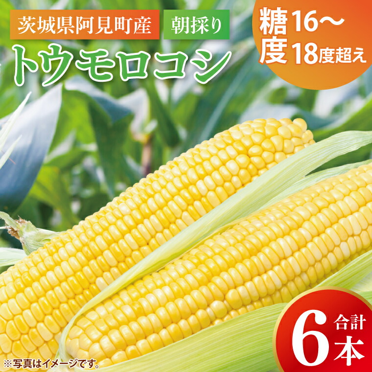 【ふるさと納税】【先行予約 6月下旬から順次配送】トウモロコシ6本入　黄6入【新鮮 野菜 甘い とうもろこし 玉蜀黍 茨城県 阿見町産】(73-01)