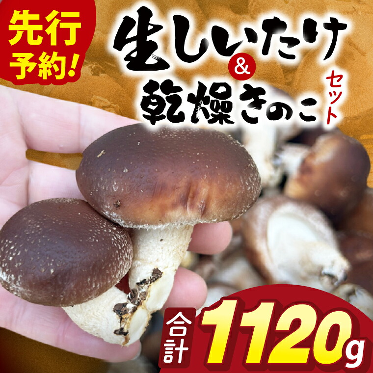 【ふるさと納税】【先行予約】【10月発送】生しいたけ1kgと乾燥キノコセット|椎茸 きくらげ キクラゲ しいたけパウダー(99-01)|茨城県阿見町
