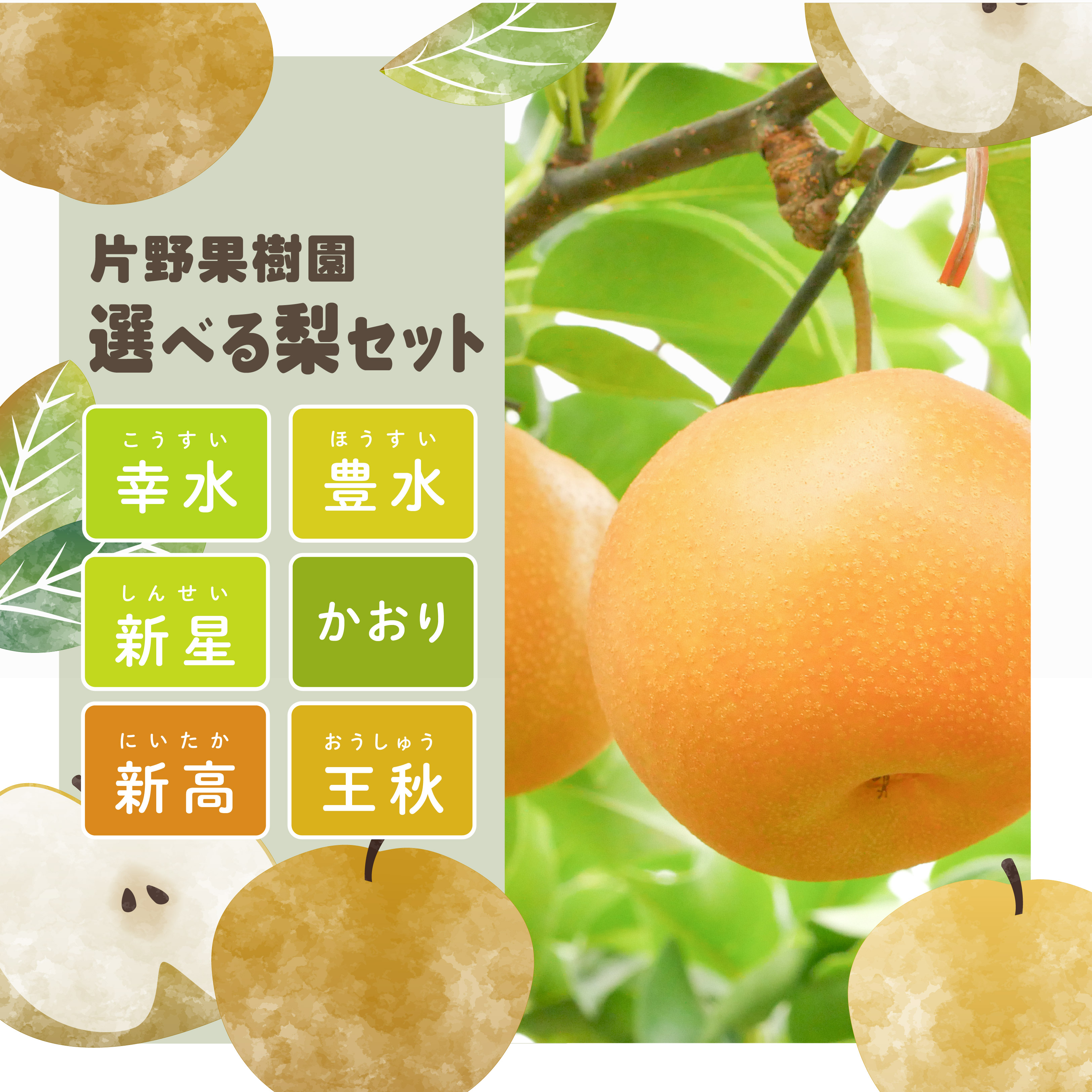【ふるさと納税】＜ 先行予約 ＞【選べる内容量 / 品種】【2025年8月上旬以降発送】片野果樹園 幸水 豊水 新星 かおり 新高 王秋 梨 約 3kg 5kg なし ナシ フルーツ 果物 旬 産地直送 国産 茨城県