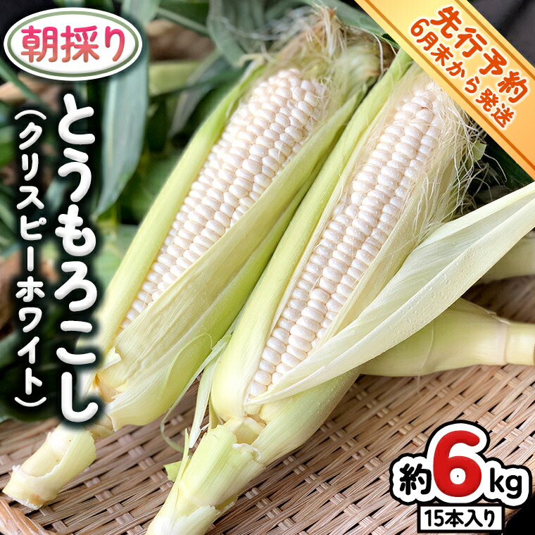 【ふるさと納税】【 先行予約 2025年 6月下旬 以降発送】【 令和7年産 】 朝採り とうもろこし （ クリスピーホワイト ） 約 6kg トウモロコシ スイートコーン 野菜 産地直送 期間限定