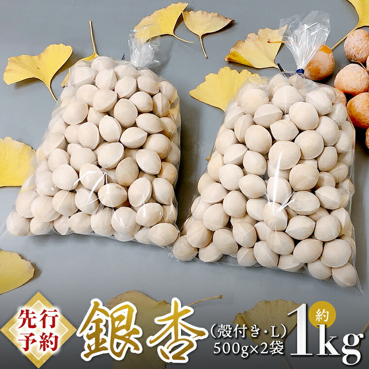 【ふるさと納税】【 先行予約 2025年10月上旬以降発送 】銀杏 ぎんなん 約1kg ( 殻付き ・ L )　500g × 2袋 イチョウ 秋 美味 栄養満点 健康 高血圧予防 むくみ改善 疲労回復 美肌