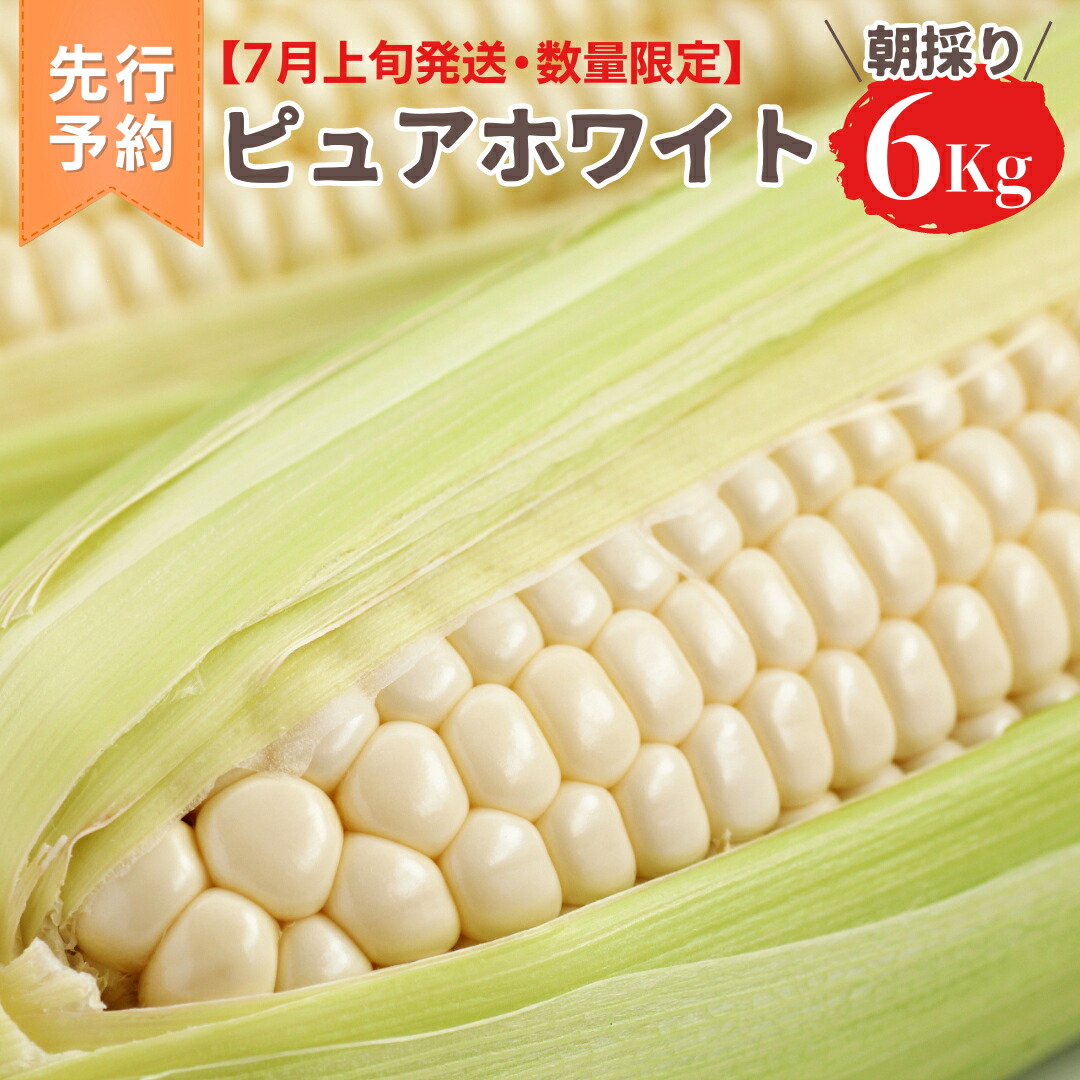 【ふるさと納税】【 先行予約 7月上旬 発送】【 令和7年産 】 朝採り 白い とうもろこし ピュアホワイト 約 6kgトウモロコシ 期間限定 甘い 生食
