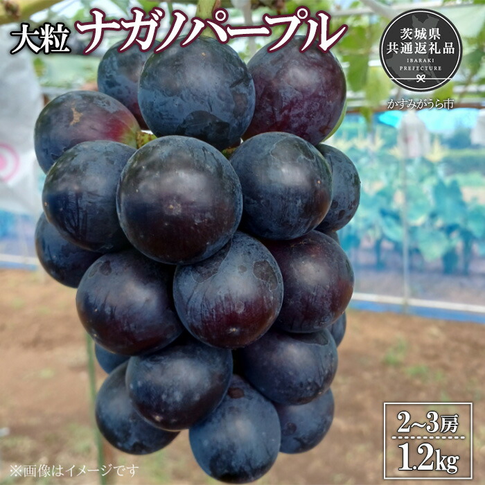 【ふるさと納税】【2026年先行予約】有機肥料栽培 大粒 ナガ
2000
ノパープル 計1.2kg 朝どり 産地直送（茨城県共通返礼品・かすみがうら市産） ／ ぶどう 葡萄 ブドウ ナガノパープル 先行予約 予約 1.2kg 朝どり 産地直送 茨城県