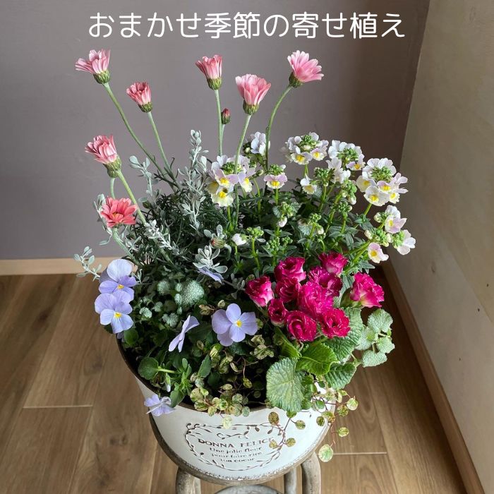 ふるさと納税 ミニ・ミディカトレア3種寄せ植え(B898-1） 和歌山県有田市 ふるさと納税ミニ・ミディカトレア3種寄せ植え（A898-1） ミニ