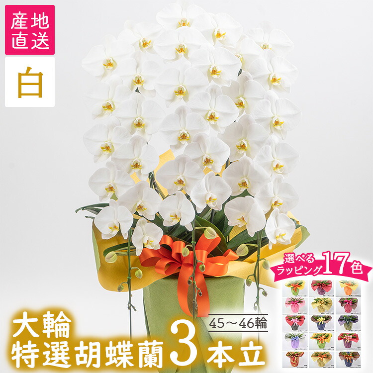 wild-1の一般受けしっぺい返し品をご引き合わせる！