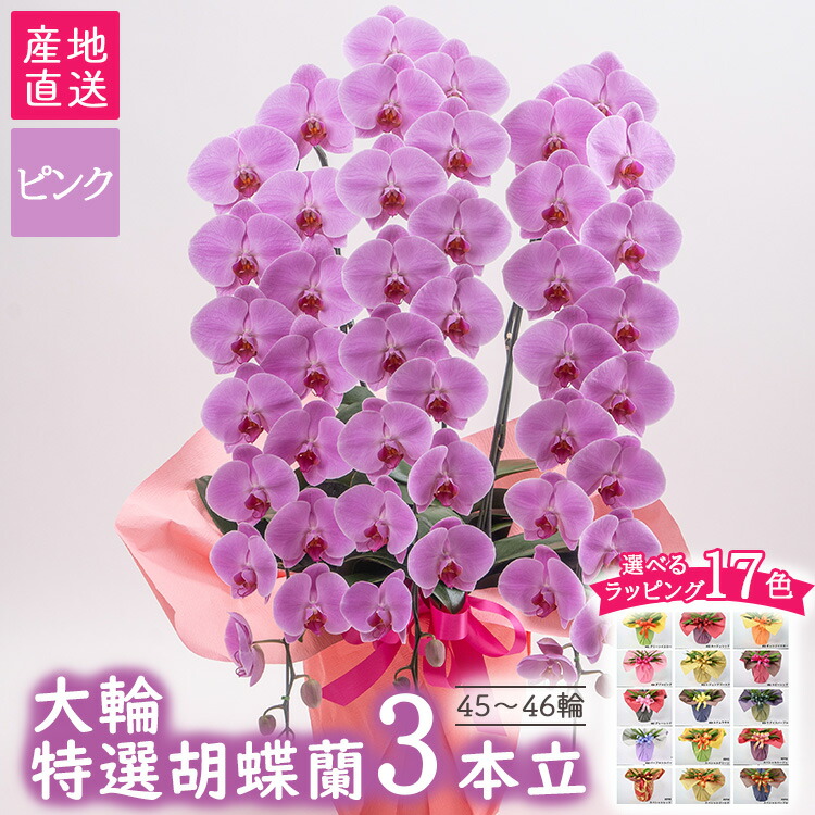 【ふるさと納税】【栃木県宇都宮産】特選胡蝶蘭（大輪）ピンク　3本立 45～46輪クラス※離島への配送不可｜栃木県宇都宮市