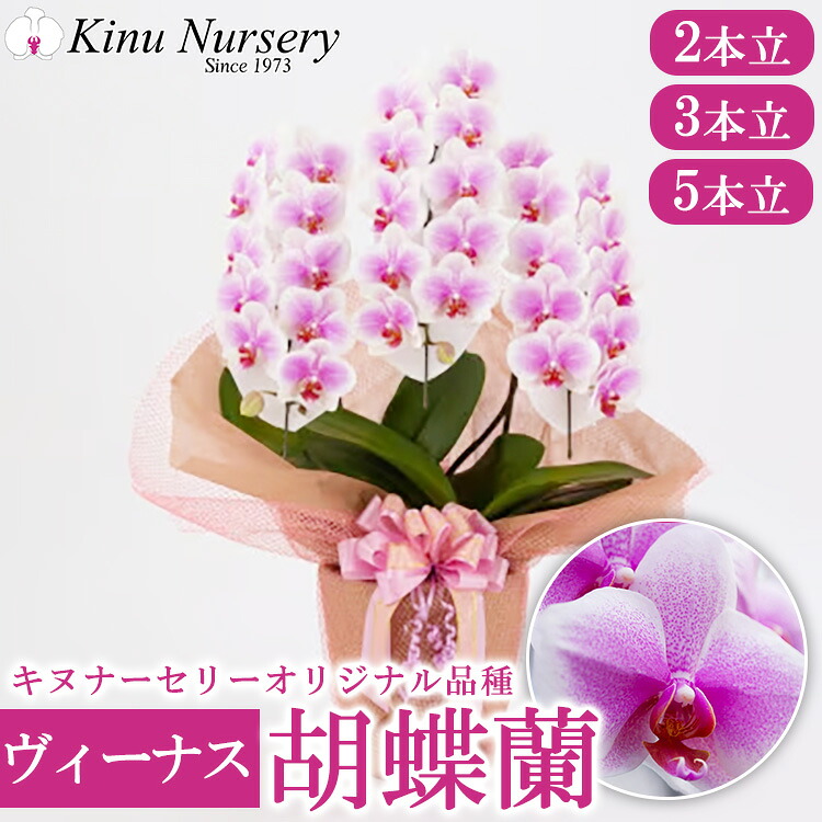 wild-1の一般受けしっぺい返し品をご引き合わせる！
