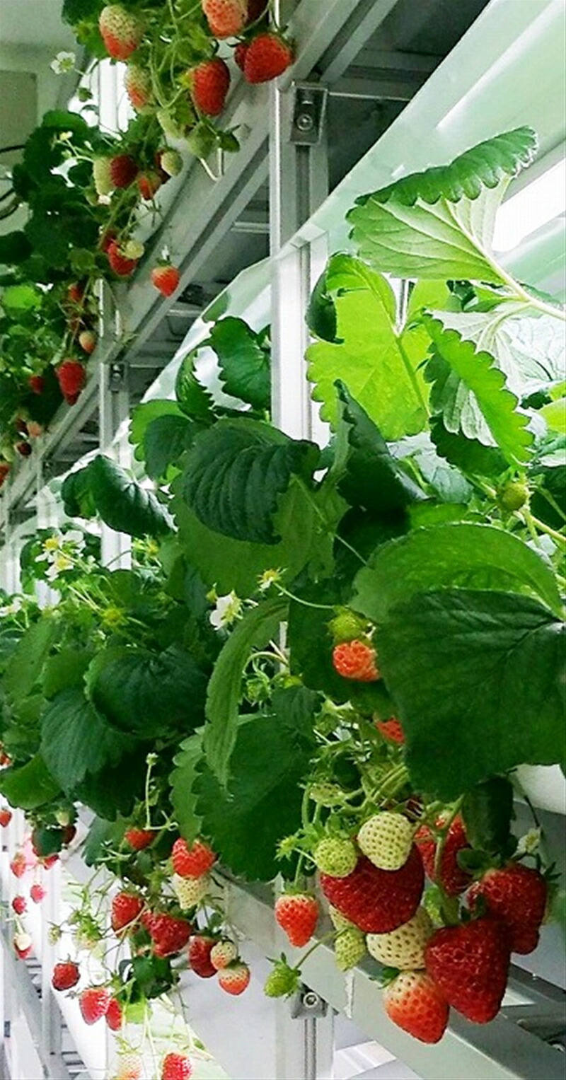 【ふるさと納税】安心安全な植物工場の美味しいイチゴ　魁【イチゴ いちご 苺 ストロベリー さきがけ ギフト プレゼント 化粧箱入り 贈答用 糖度１２％以上 栃木県 足利市 】 F7Z-244