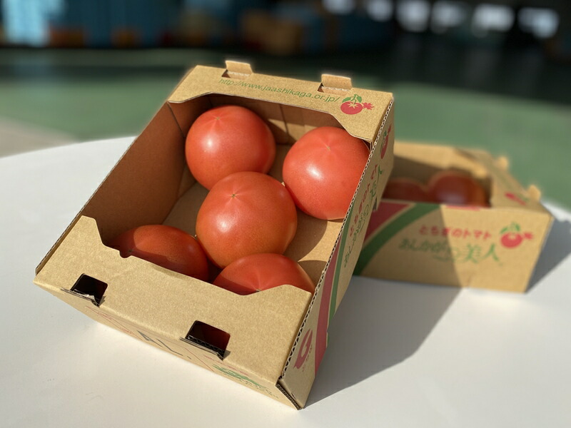 【ふるさと納税】太陽の恵みを受けて育った あしかが美人トマト 1kg箱 × 2箱 〈出荷時期:2025年1月～2025年6月30日〉 【あしかが美人トマト とまと 贈り物 自宅用 仕送り おすそ分け あまい おいしい 栃木県 足利市 】 F7Z-251
