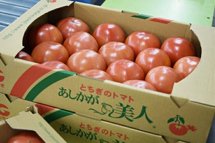 【ふるさと納税】太陽の恵みを受けて育った あしかが美人トマト 4kg 〈出荷時期:2025年1月～2025年6月30日〉 【あしかが美人トマト とまと 贈り物 自宅用 仕送り おすそ分け あまい おいしい 栃木県 足利市 】 F7Z-250